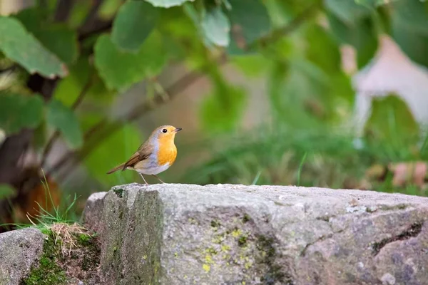 一只欧洲知更鸟在森林岩石上的特写镜头 — 图库照片