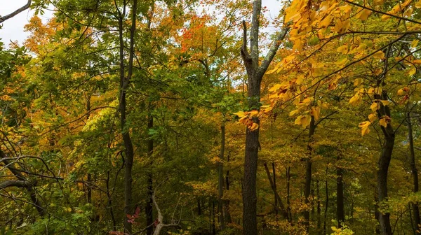 Деревья Красочными Желтыми Листьями Осенняя Листва Густом Лесу Осенью Цвета — стоковое фото