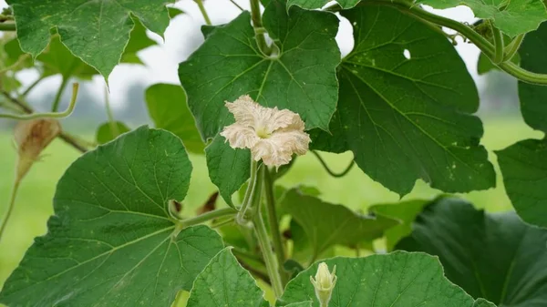A closeup shot of First Flower growth of Bottle Gourd with green leaves