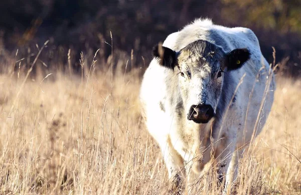 白い牛が畑に立っている — ストック写真