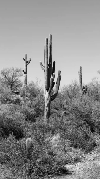 Вертикальный Снимок Красивых Кактусов Серой Шкале Пустыне Аризоне Сша — стоковое фото