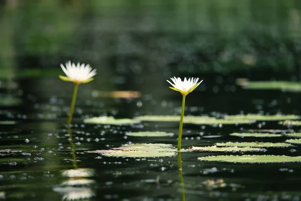 Closeup Two Tiny Water Lilies Pond Blurred Background — Stock Photo, Image