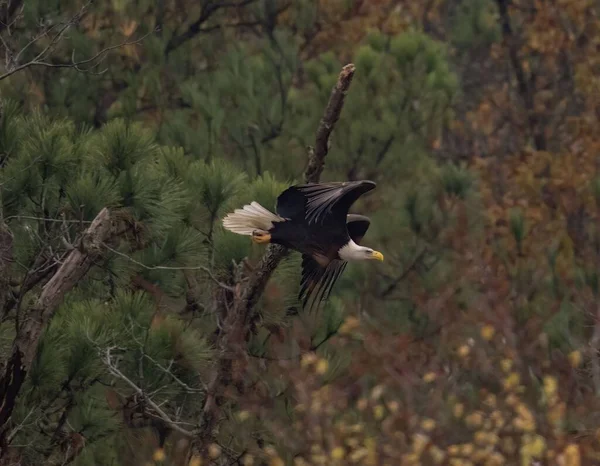Valiente Águila Calva Haliaeetus Leucocephalus Volando Sobre Los Árboles — Foto de Stock