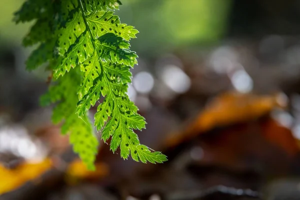 在阳光明媚的森林里 在朦胧的背景上 绿叶闪烁着绿叶的特写 — 图库照片