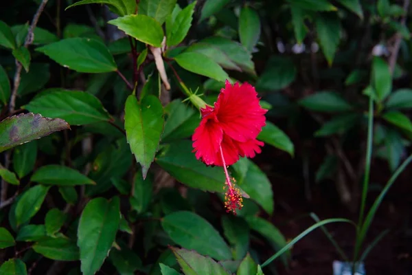 Hermosa Flor Rosa Ibiscus Rosa Sinensis Arbusto — Foto de Stock