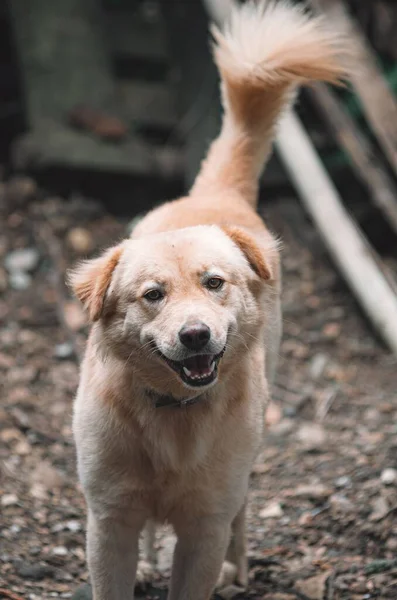 Портрет Милой Золотистой Собаки Ретривера Смотрящей Камеру — стоковое фото