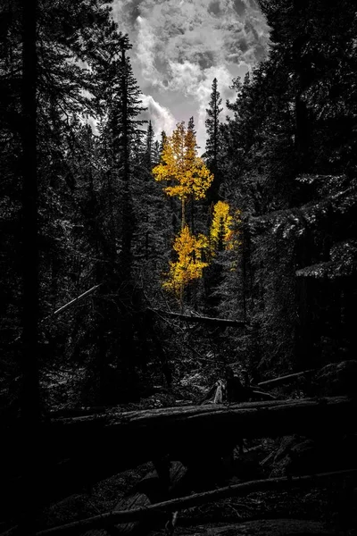 Падение Ствола Дерева Осенью Рокки Парк Лесными Деревьями Облачным Небом — стоковое фото