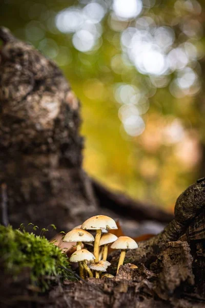 Eine Vertikale Aufnahme Eines Pilzes Wald Auf Einem Unscharfen Hellen — Stockfoto