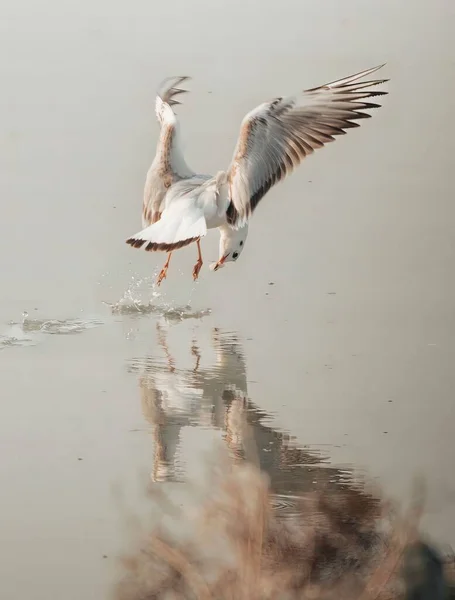 Чайка Ловить Рибу Воді — стокове фото
