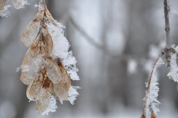 Närbild Frost Växt Manitoba Kanada — Stockfoto