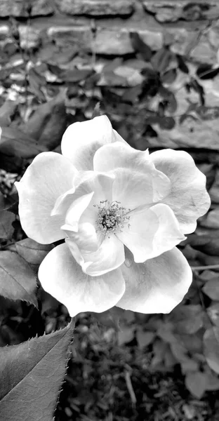 Eine Graustufe Einer Weißen Blume — Stockfoto