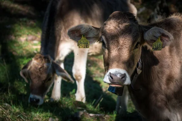 Closeup Cows Farm Daylight — Stock Photo, Image