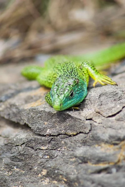 stock image A vertical of an Iberian emerald lizard (Lacerta schreiberi) resting on the rocks on the blurred background