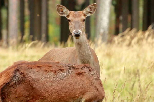 森林里一群女鹿的特写镜头 — 图库照片