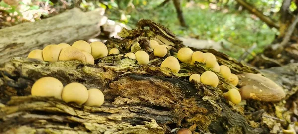 Champignon Sauvage Dans Forêt — Photo