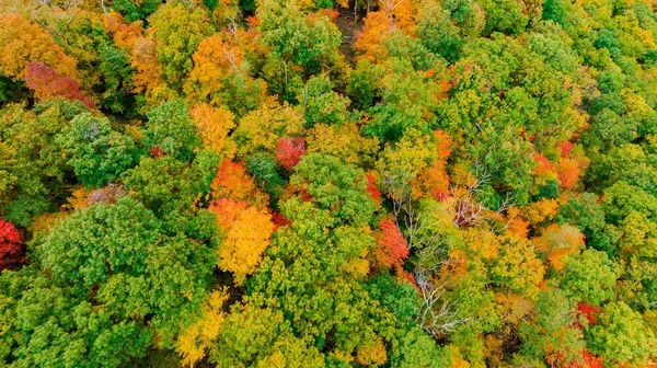 Aerial Autumn Foliage Dense Forest Fall Colors — Stock Photo, Image