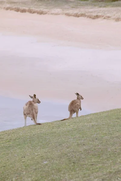 Słodkie Małe Kangury Spacerujące Wzdłuż Emerald Beach Pionowe — Zdjęcie stockowe