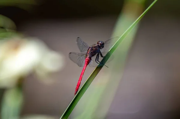 澳大利亚红蜻蜓在芦苇上的选择性聚焦镜头 — 图库照片