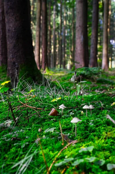 Tiro Vertical Cogumelos Crescendo Uma Floresta Com Árvores Fundo — Fotografia de Stock