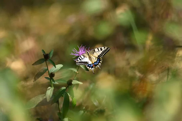Селективный Фокус Макаонной Бабочки Диких Цветах — стоковое фото