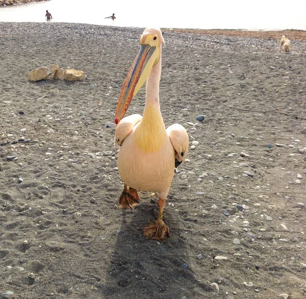 Eine Nahaufnahme Eines Pelikanvogels Der Strand Spaziert — Stockfoto