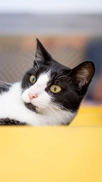 Függőleges Felvétel Egy Fekete Házi Macskáról Homályos Háttérrel — Stock Fotó