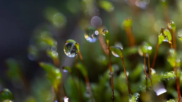 雨の日に森の中の美しい緑の植物に水の浅いフォーカスショットが落ちる — ストック写真