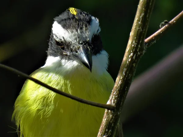 Closeup Portrait Cute Kiskadee Bird Standing Branch Nature — Stock Photo, Image