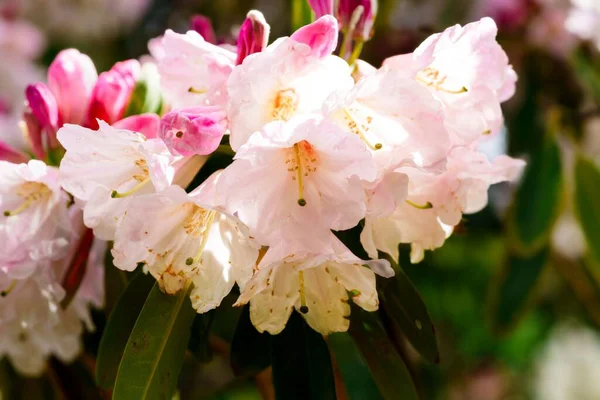 Цветок Розового Азимута — стоковое фото