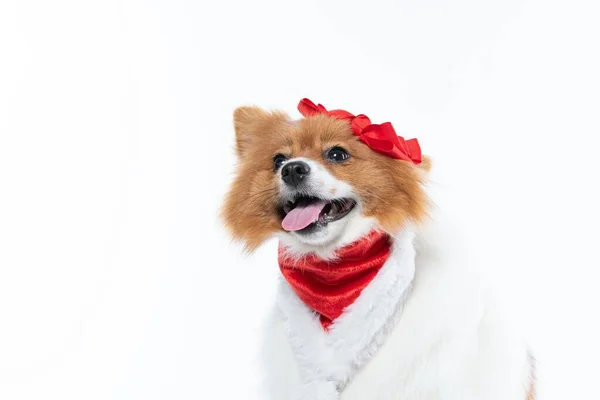 Een Prachtige Spitz Hond Met Rode Decoraties Geïsoleerd Een Witte — Stockfoto
