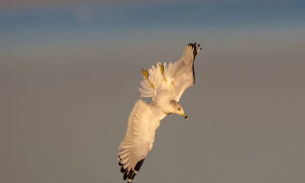 Selective Focus Shot Seagull Flying Clear Sky — Stock Photo, Image