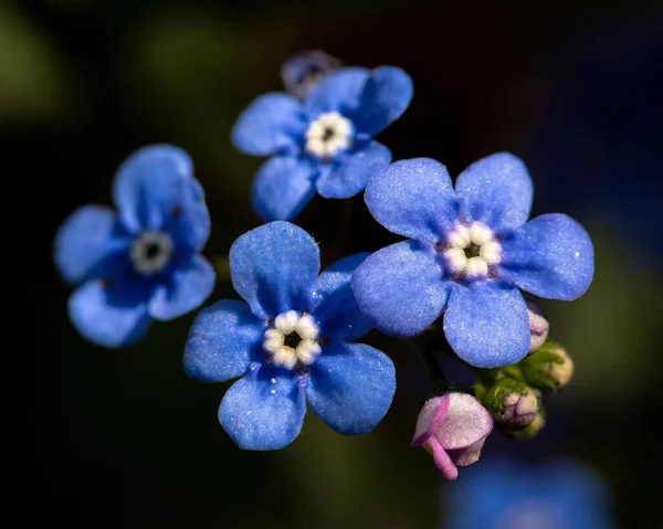 Ein Makro Der Textur Der Blauen Blüten Von Skorpiongräsern Myosotis — Stockfoto