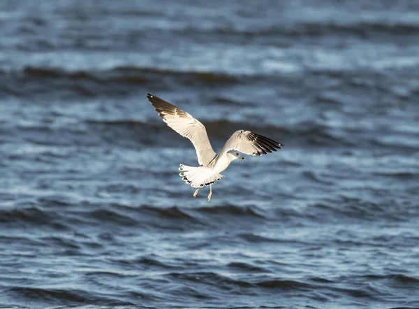 一只普通的白鸥在海面上飞翔 — 图库照片
