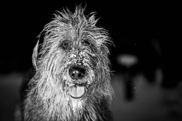 Een Grijswaarden Opname Van Irish Wolfhound Bedekt Met Sneeuw — Stockfoto