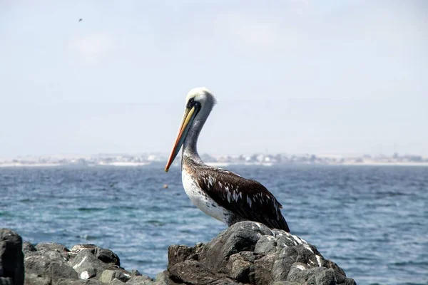 Closeup Shot Peruvian Pelican Sitting Rocky Surface Blue Sea — Stock Photo, Image
