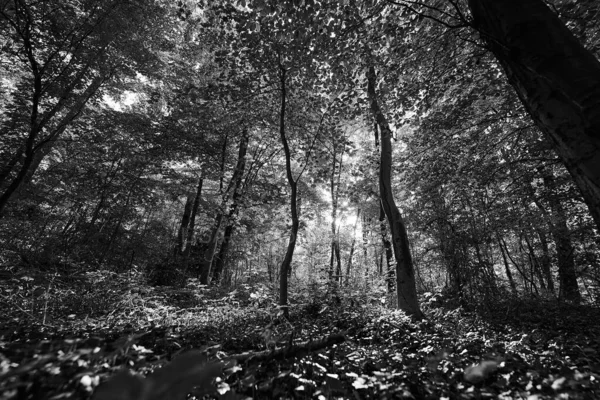 Plan Niveaux Gris Une Forêt — Photo