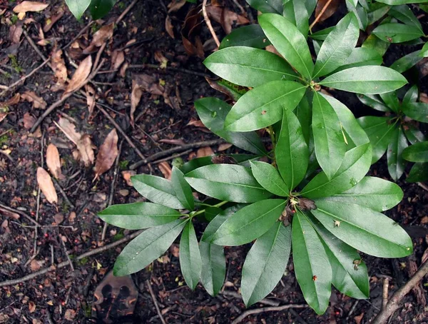 Верхний Снимок Зеленых Листьев Рододендрона Лесу — стоковое фото