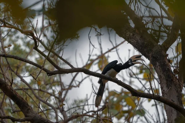 Närbild Malabar Pied Hornbill — Stockfoto