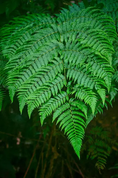 Tiro Vertical Close Folhas Verdes Uma Planta Fundo Desfocado — Fotografia de Stock
