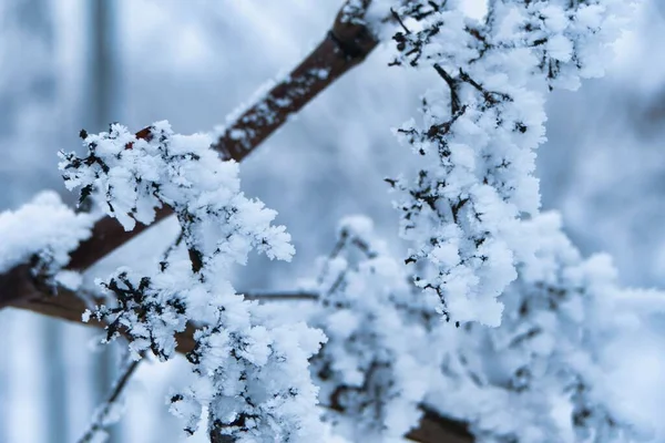 Detailní Záběr Zmrzlých Hroznů Pokrytých Sněhem Zimě Německé Vinici — Stock fotografie