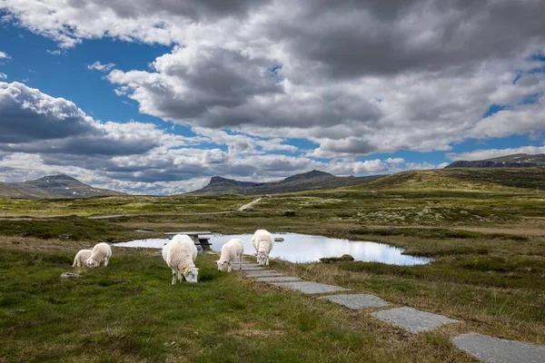 Group Welsh Mountain Sheep Way Valdresflye Norway — Stock Photo, Image