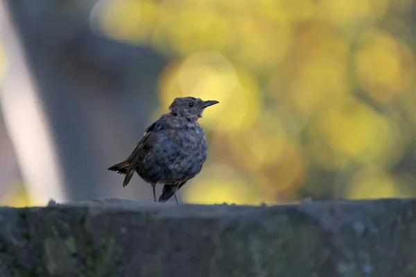 Cute Thrush Bird Perched Stone Isolated Blurred Background — Stock Photo, Image