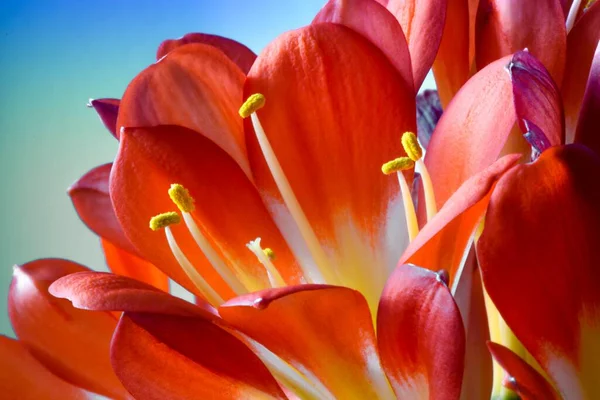 stock image A macro of the delicate sepals and the petals of the Clivia miniata flowering plant