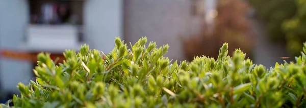 Closeup Shot Trimmed Bush Garden Blurred Background — Stock Photo, Image