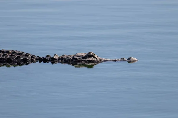 Alligatore Americano Nuotare Tranquillamente Lago Locale Florida — Foto Stock