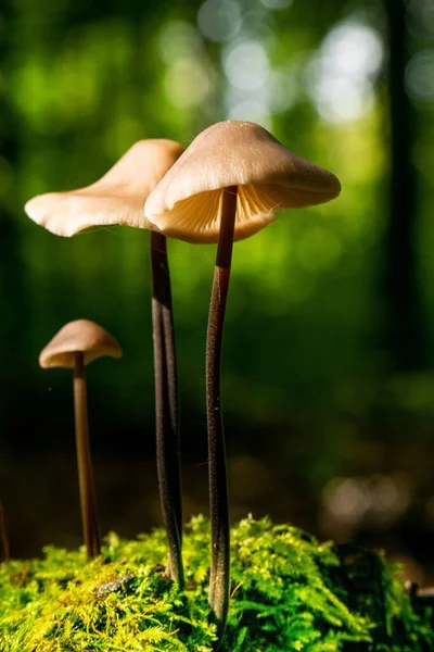 Tiro Vertical Cogumelos Crescendo Uma Árvore Musgosa Uma Floresta — Fotografia de Stock