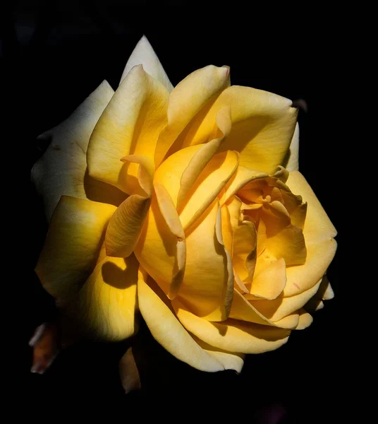 Крупный План Жёлтого Цветка — стоковое фото