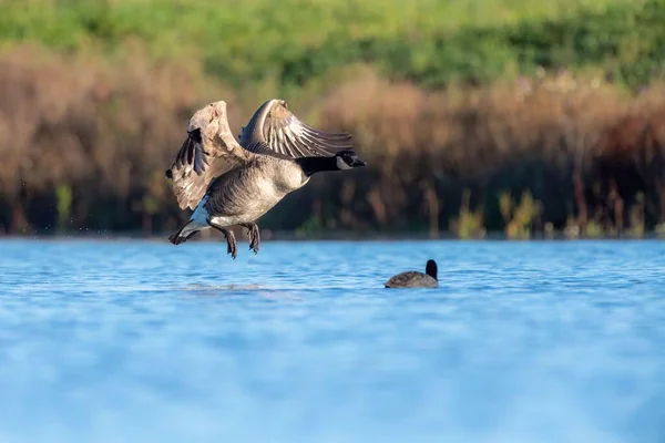 青い湖の表面を飛んでいるカナダのガチョウの選択的焦点ショット — ストック写真