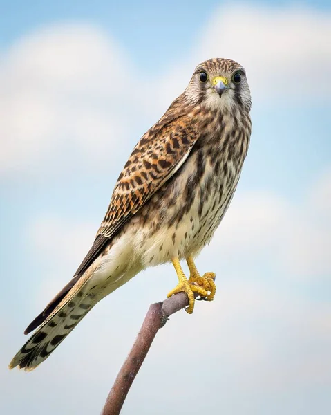 Close Vertical Kestrel Comum Falco Tinnunculus Empoleirado Ramo Olhando Para — Fotografia de Stock