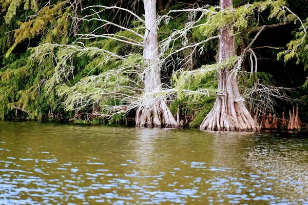 Πράσινοι Θάμνοι Και Δέντρα Leavesby Λαμπερό Νερό Lakw Στον Κήπο — Φωτογραφία Αρχείου